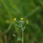 Medicago lupulina Blüte