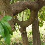 Stranvaesia nussia 樹皮