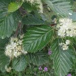 Sorbus mougeotii Leaf