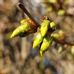 Forsythia intermedia Floro