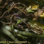 Morisia monanthos Fruit