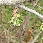 Crataegus azarolus Лист