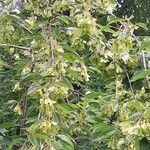 Acer buergerianum Habitus