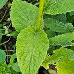 Campanula latifolia ഇല