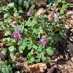 Corydalis solida Žiedas