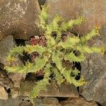 Euphorbia brevitorta