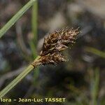 Carex lachenalii Flower