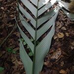 Sclerosperma mannii Blatt