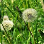 Taraxacum rubicundum Mbuma