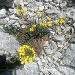 Erysimum nevadense Květ