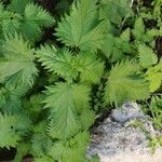 Urtica pilulifera Blatt