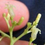 Psychotria pubescens Blomst