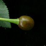 Prunus rufa Fruit