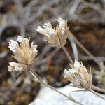 Arenaria aggregata Fruto