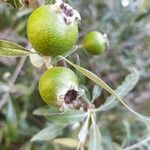 Pyrus salicifolia Owoc