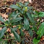 Daphne laureola Folha