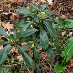 Daphne laureola Blad