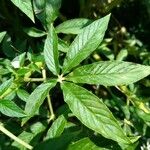 Cleome speciosa Leaf