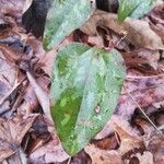 Smilax glauca ഇല