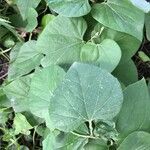 Aristolochia tomentosa Frunză