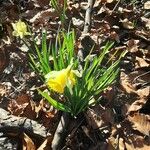 Narcissus bicolor Habit