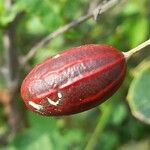 Cayaponia podantha Fruto