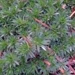 Draba bruniifolia