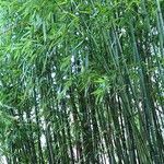 Phyllostachys reticulata Leht