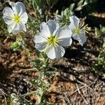 Oenothera albicaulis 花