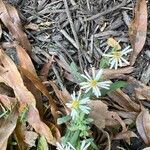 Symphyotrichum dumosum Blüte