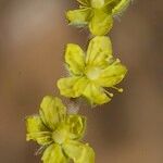Helianthemum lippii Çiçek