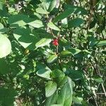 Shepherdia canadensis Leaf