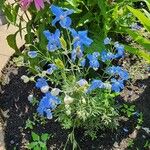 Delphinium wellbyi Flower