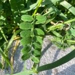 Vicia hybrida Folha