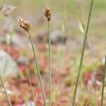 Carex stenophylla Ostatní