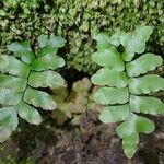 Adiantum vogelii Leaf