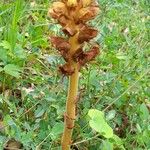 Orobanche gracilis Hábito