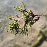 Poa alpina Flower