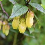 Agapetes incurvata Habitus