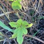 Vigna radiata Leaf