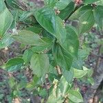 Cotoneaster integerrimus Likasa