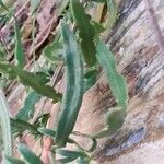 Sesamoides purpurascens 葉