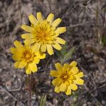 Agoseris heterophylla Flower
