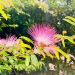 Calliandra brevipes Hoja