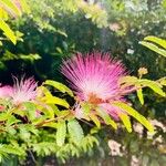 Calliandra selloi Foglia