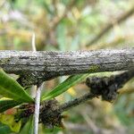 Berberis wallichiana Habitus