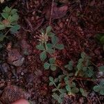 Trifolium glomeratum Leaf