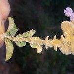 Tinnea eriocalyx Flor