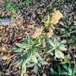 Solidago giganteaFruit