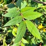 Senna occidentalis Leaf